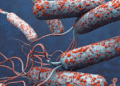 Central African Republic Declares Cholera Outbreak after 24 Deaths