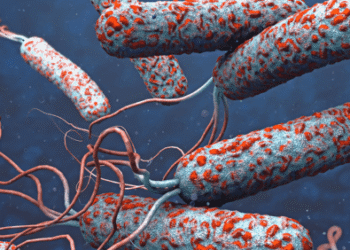 Central African Republic Declares Cholera Outbreak after 24 Deaths