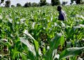 Insecurity: Farmers Face Bandit Taxes in the North to Visit Farmlands