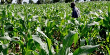 Insecurity: Farmers Face Bandit Taxes in the North to Visit Farmlands